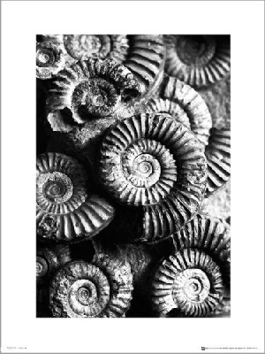 Fossils Black And White - plakat premium 30x40 cm