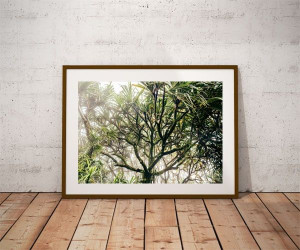 Foggy tree - plakat premium 60x40 cm