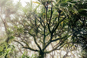 Foggy tree - plakat premium 29,7x21 cm