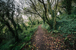 Coast Path - Plymouth - plakat premium 84,1x59,4 c