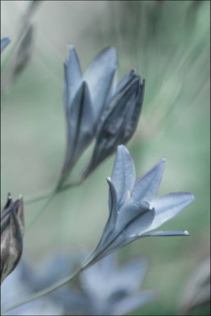 Gentianopsis - plakat premium 59,4x84,1 cm