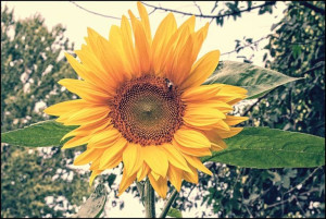Helianthus annuus - plakat premium 42x29,7 cm