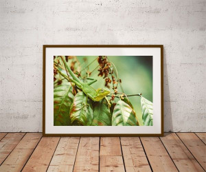 lizzard - plakat premium 60x40 cm