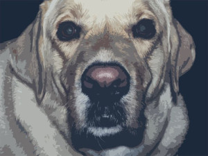 Labrador Biszkopt - plakat premium 84,1x59,4 cm
