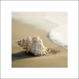 Muszla na Plaży - plakat premium 40x40 cm