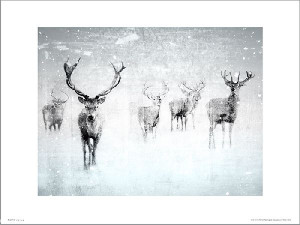 Reindeer Snow - plakat premium 50x40 cm