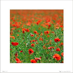 Poppy Field - plakat premium 40x40 cm