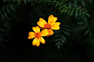 Pomarańczowe Astry - plakat premium 29,7x21 cm