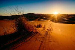 Sahara Trawy - plakat premium 80x60 cm