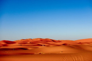 Sahara karawana - plakat premium 91,5x61 cm