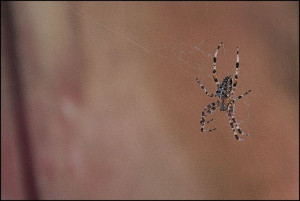 Spider cross II - plakat premium 91,5x61 cm