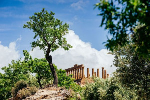 Świątynia Hery - Agrigento - plakat premium 91,5x6