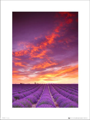 Tom Mackie Purple Field And Sky - plakat premium 3