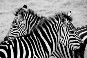 Tanzania, zebry - plakat premium 80x60 cm