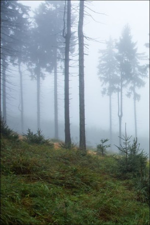 W mglistym lesie I, Góry Sowie - plakat premium 60