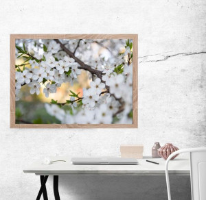 Wiosenne kwiaty czereśni - plakat premium 50x40 cm