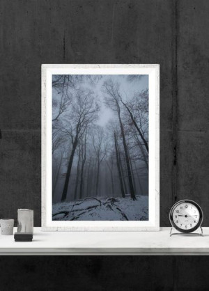 Wysokie drzewa - plakat premium 21x29,7 cm