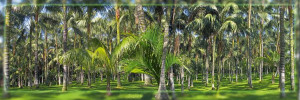 Las Palmowy - plakat 158x53 cm