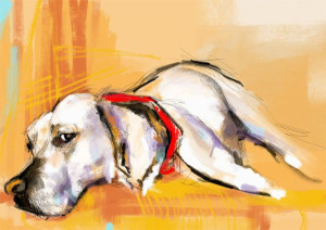 Labrador - plakat 100x70 cm