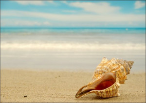 Muszla na plaży - plakat 100x70 cm