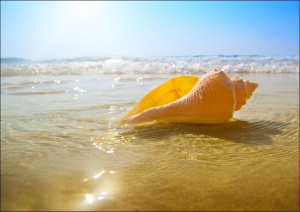Muszelka na plaży, ocean - plakat 100x70 cm
