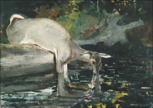 Deer Drinking, Winslow Homer - plakat 100x70 cm