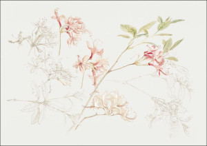 Azaleas, Samuel Colman - plakat 100x70 cm