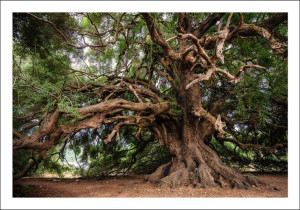 Stare drzewo - plakat 100x70 cm
