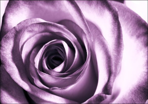 Purpurowa róża - plakat 100x70 cm
