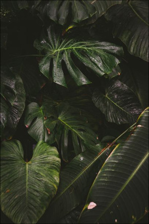 Deszczowa monstera  - plakat 21x29,7 cm