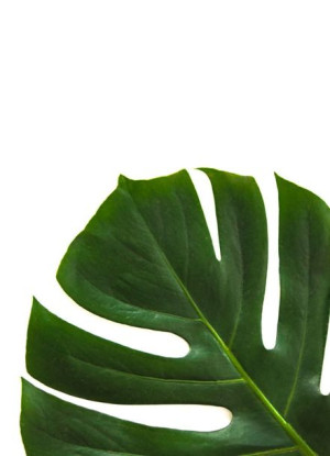 Filodendron - plakat 21x29,7 cm