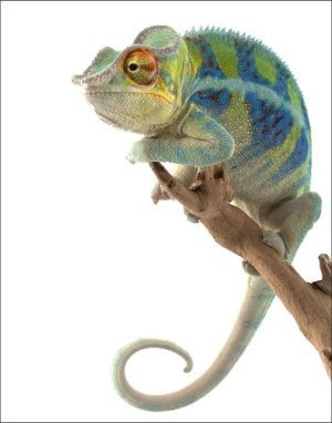 Kameleon. Ambanja Panther Chameleon - plakat 21x29