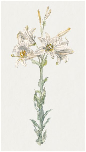 Lily, Stockbridge, Samuel Colman - plakat 29,7x42