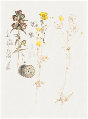 Buttercups, Mt. Desert, Samuel Colman - plakat 30x