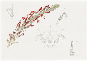 Cardinal Flower, Samuel Colman - plakat 30x20 cm