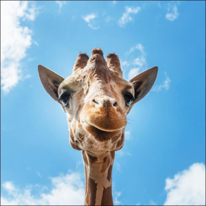 An up-close look at a giraffe at the Gladys Porter