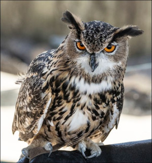 An owl at the Alligator Adventure in South Carolin