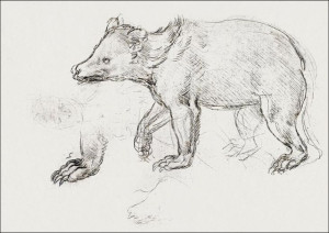 A Bear Walking, Leonardo Da Vinci - plakat 59,4x42