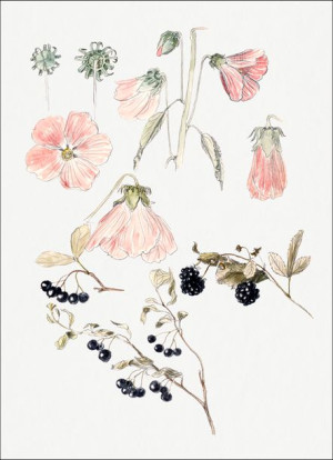 Botanical Detail Studies: Hollyhocks, Blueberries,