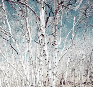 Birch trees in Utah high country, Carol Highsmith