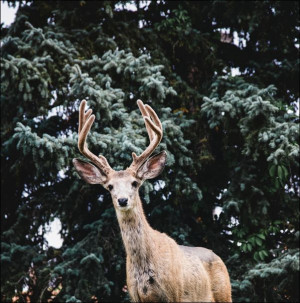 A very real, very live, very tame deer in a small