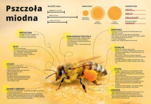 Tablica DUŻA XL edukacyjna PSZCZOŁA MIODNA F254