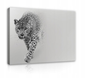 Obraz DO SALONU Tygrys Lampart Gepard Kot 100x70