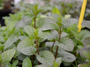 Mięta imbirowa Green Ginger, korzenny zapach - sadzonka ekologiczna