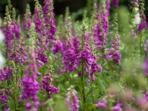 Naparstnica purpurowa sadzonka P9 piękne kwiaty