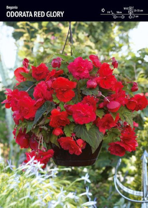 Begonia Zwisająca Pełna Pachnąca Odorata Red Glory