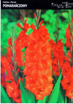 Gladious Mieczyk Pomarańczowy 5szt