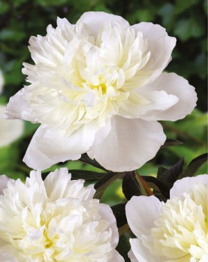 Piwonia Duchesse De Nemours Cebulka 1szt