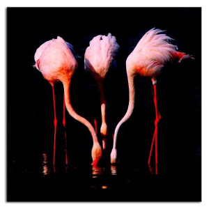 Obraz na płótnie flamingi 60x60cm