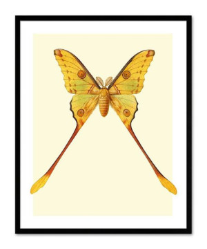 Obraz na płótnie motyl 33x43cm